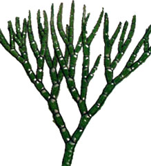 Chaetophora (algae)