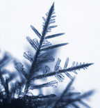 Dendritic Ice Crystal