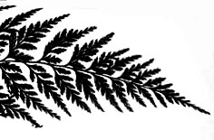 Spleenwart fern