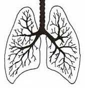 Human lungs