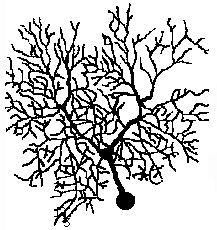 Guinea pig Purkinje cell (neuron)