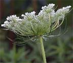 Queen Anne's Lace