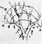 Sketch from Da Vinci's notebook showing his analysis of branching.