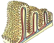 Intestinal villi