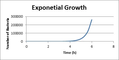 Bacteria Exponential Growth