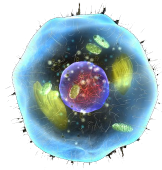 A bacterium