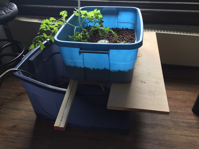 Aquaponics System