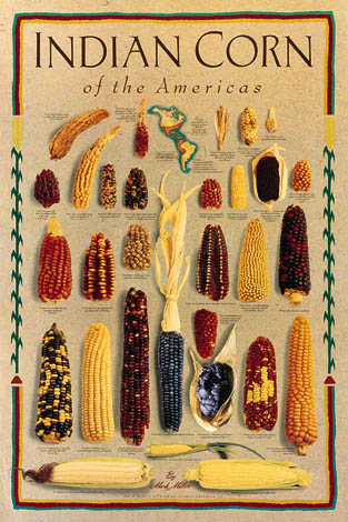 Corn