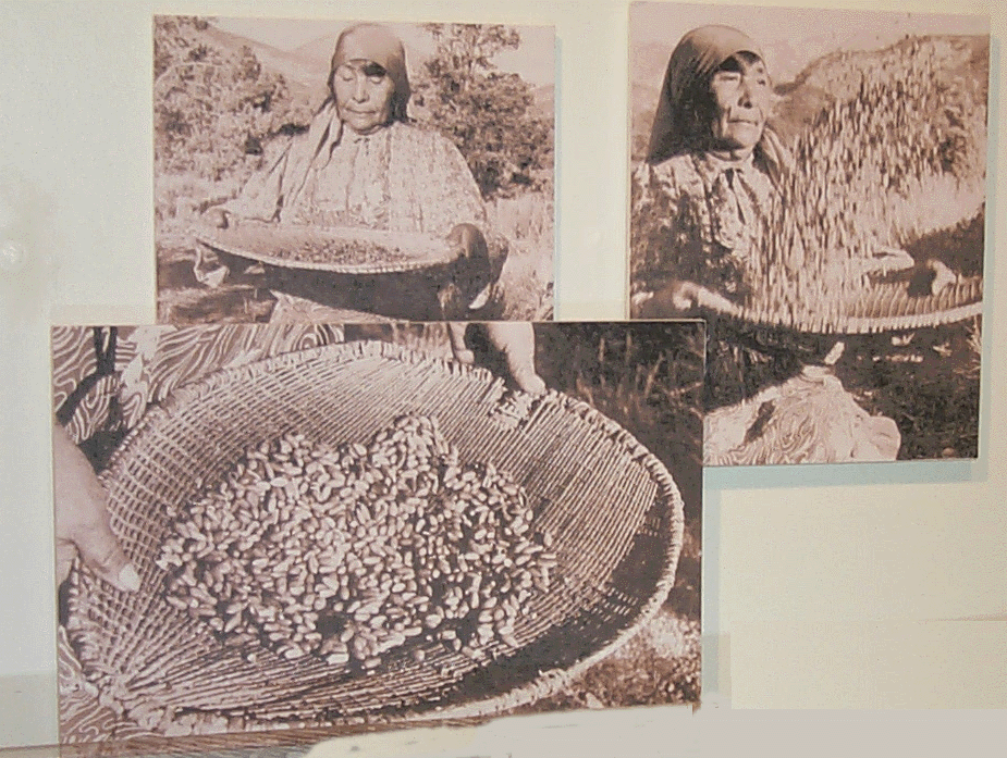 Shoshone pine nut winnowing basket in use
