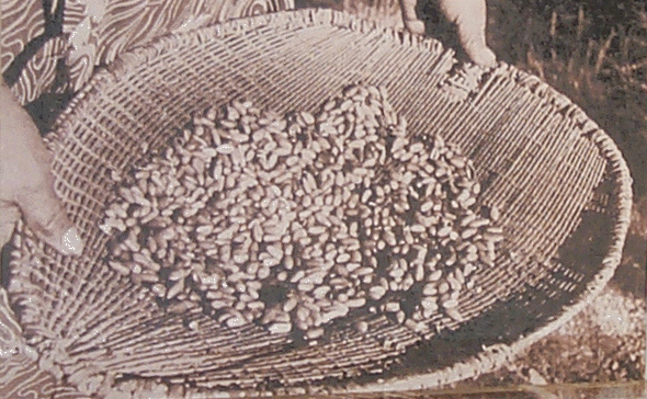 Winter: Pine Nut Winnowing Basket
