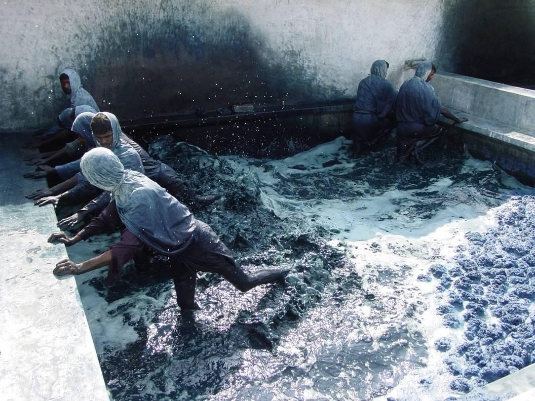 Indigo dye extraction