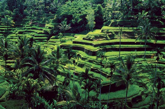 Bali Rice Terraces